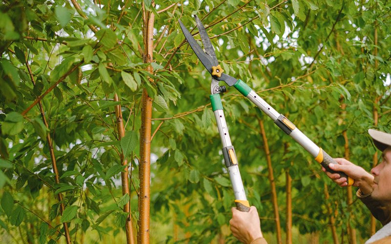 Tree trimming in Port Jervis, NY